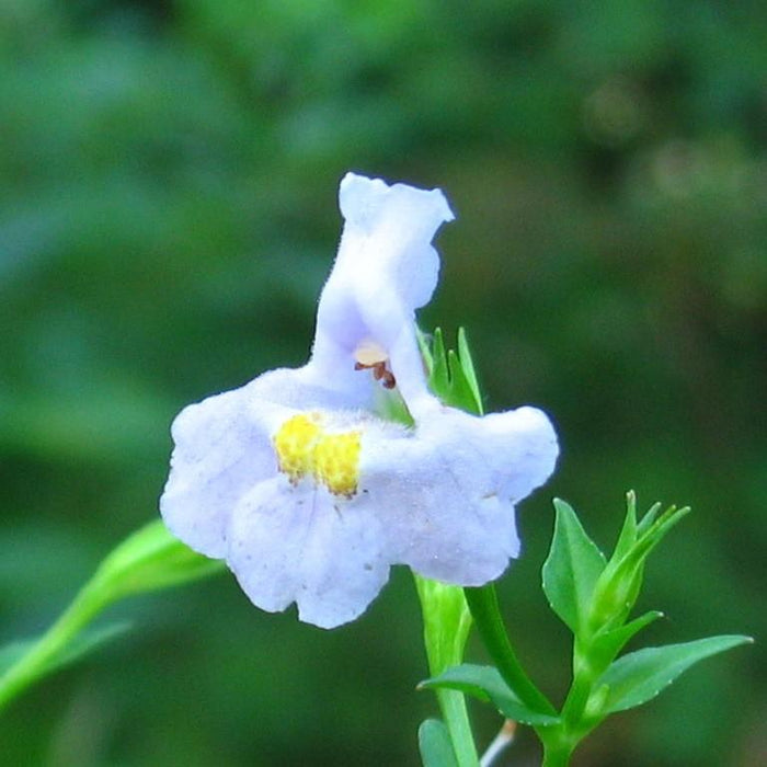 Mimulus ringens  - Allegheny Monkey Flower - Shipped