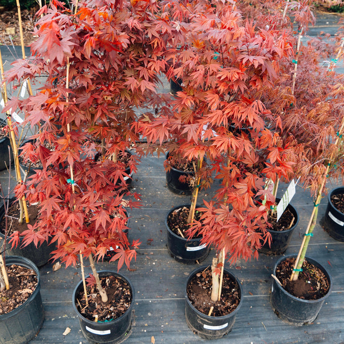 Acer palmatum var. dissectum 'Tamukeyama'  - Tamukeyama Japanese Maple - Shipped