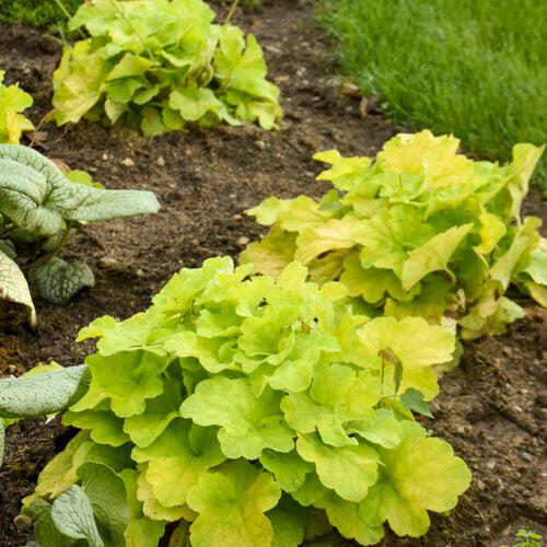 Heuchera 'Pistachio Ambrosia'  - Primo® Pistachio Ambrosia Heuchera - Shipped