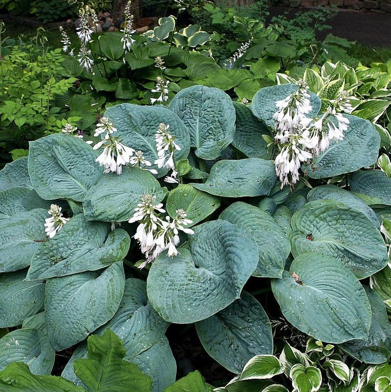 Elegans Hosta - Shipped
