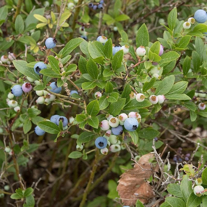 Vaccinium angustifolium  - Lowbush Blueberry - Shipped