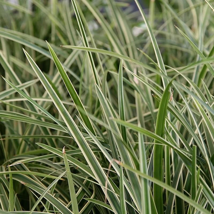 Carex morrowii 'Ice Dance'  - Ice Dance Sedge - Shipped