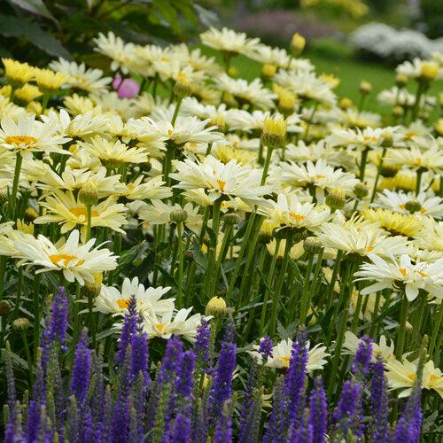 PW® Amazing Daisies® Banana Cream II Shasta Daisy - Shipped