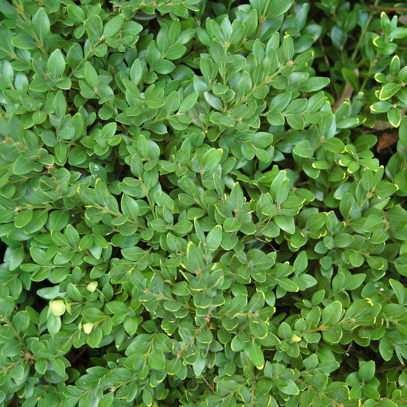 Green Velvet Boxwood - Shipped