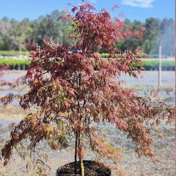 Acer palmatum var. dissectum 'Crimson Queen'  - Crimson Queen Japanese Maple - Shipped