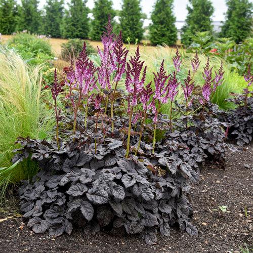 Astilbe 'Dark Side of the Moon'  - Dark Side of the Moon Astilbe - Shipped