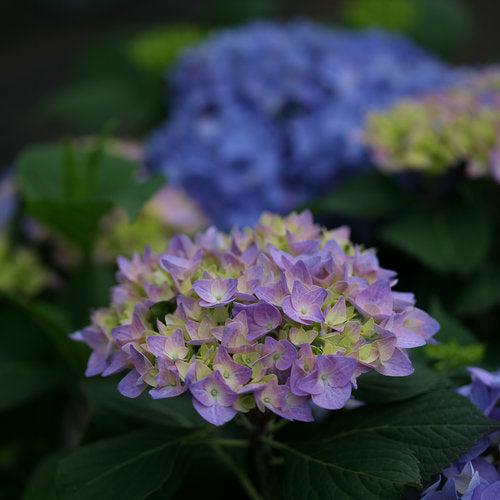 Let's Dance® Rhythmic Blue® Hydrangea - Shipped
