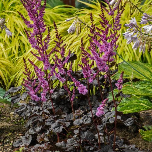 Astilbe 'Dark Side of the Moon'  - Dark Side of the Moon Astilbe - Shipped
