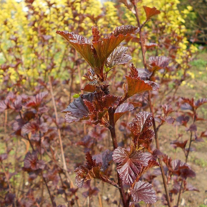 Physocarpus opulifolius 'Monlo'  - Diablo® Ninebark - Shipped