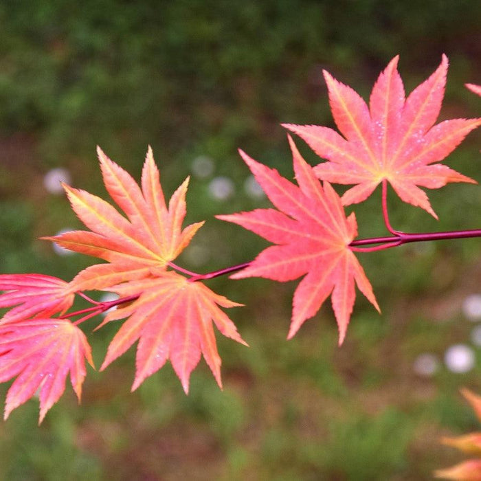 Acer shirasawanum 'Autumn Moon'  - Autumn Moon Japanese Maple - Shipped