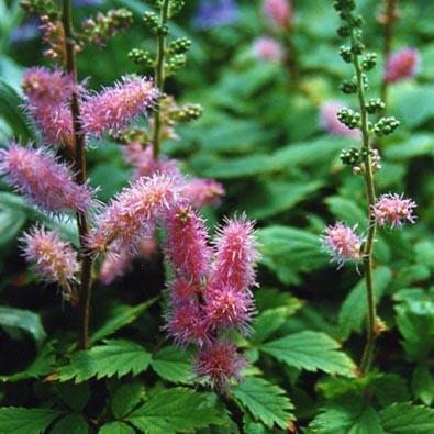 Astilbe chinensis 'Pumila'  - Pumila Chinese Astilbe - Shipped