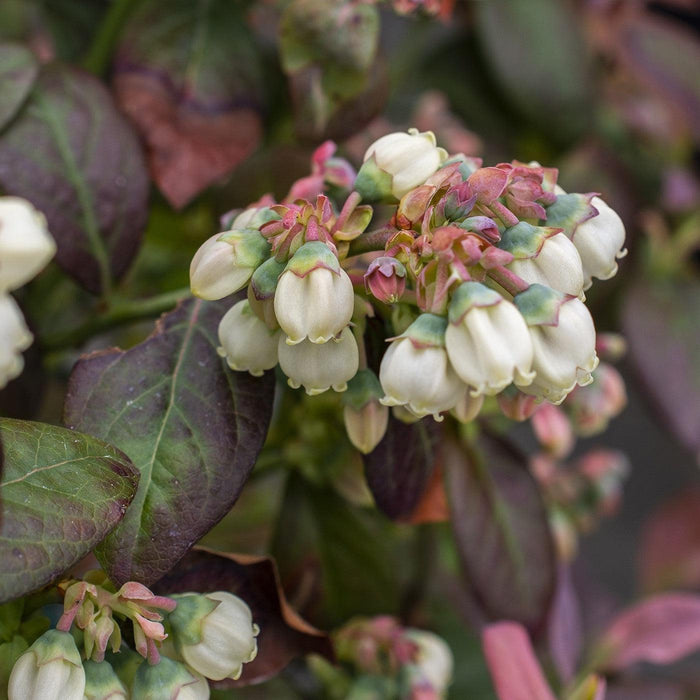 Vaccinium corymbosum 'ZF06-043'  - Peach Sorbet® Blueberry - Shipped