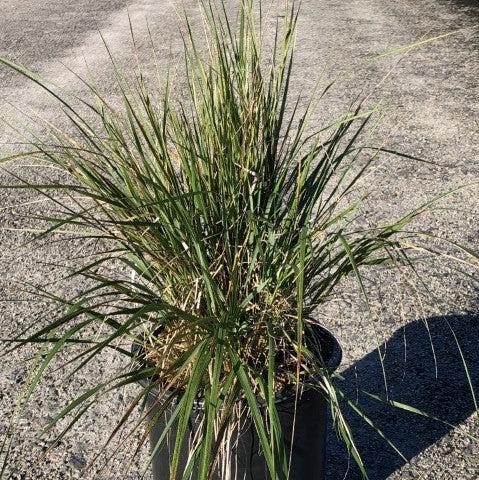 Karl Foerster's Feather Reed Grass - Shipped