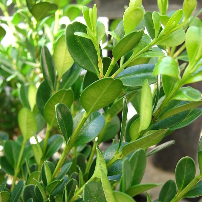 Little Missy Boxwood - Shipped