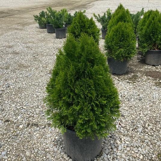 Thuja occidentalis 'Smaragd'  - Emerald Green Arborvitae - Shipped