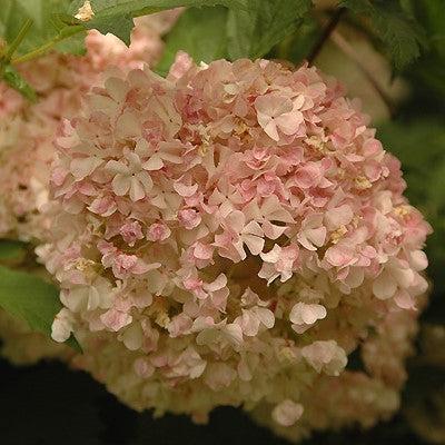 Viburnum opulus 'Roseum'  - Eastern Snowball - Shipped