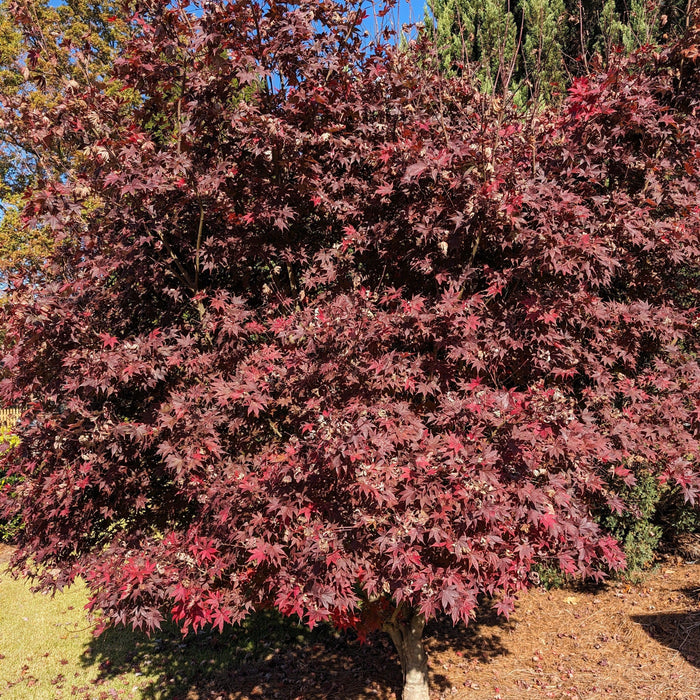 Acer palmatum 'Bloodgood'  - Japanese Maple 'Bloodgood' - Shipped