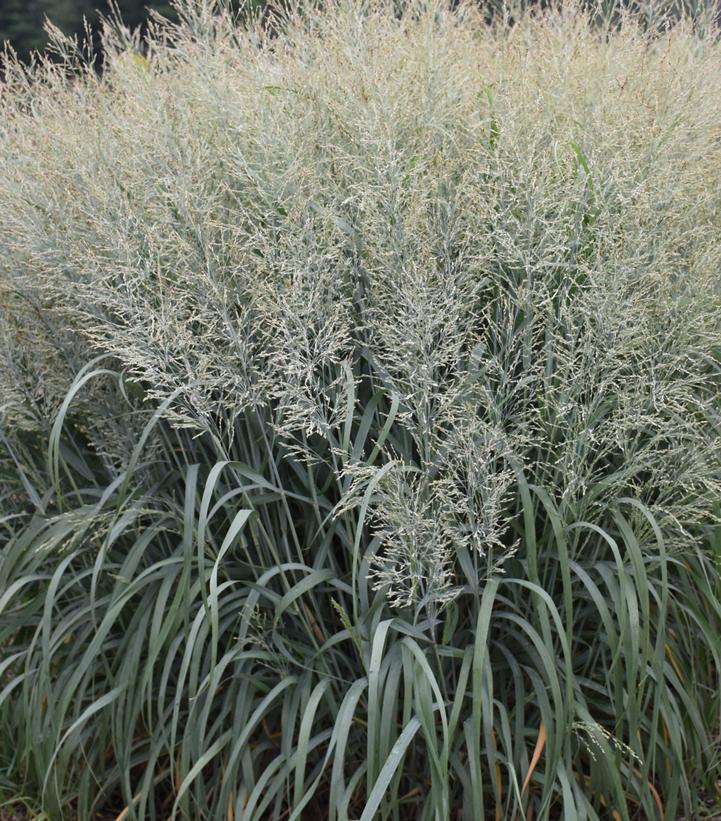 SWITCH GRASS (PANICUM VIRGATUM PRAIRIE WINDS®) 'NIAGARA FALLS' - In Store Pickup