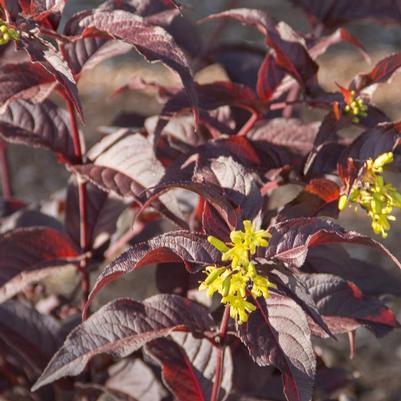 BUSH HONEYSUCKLE - DIERVILLA splendens Nightglow™ ('El Madrigal') - In Store Pickup