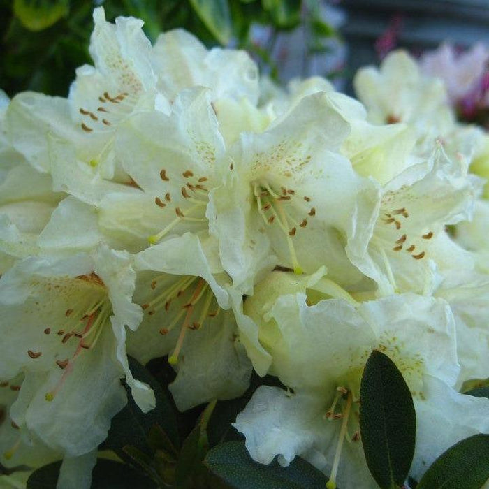Rhododendron x 'Towhead'  - Towhead Rhododendron - Shipped