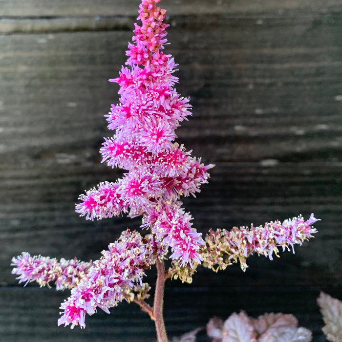 Astilbe 'Dark Side of the Moon'  - Dark Side of the Moon Astilbe - Shipped