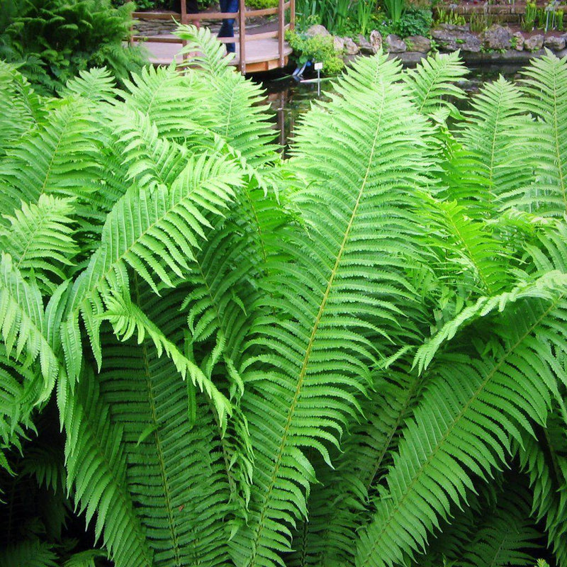 Ostrich Fern - Shipped