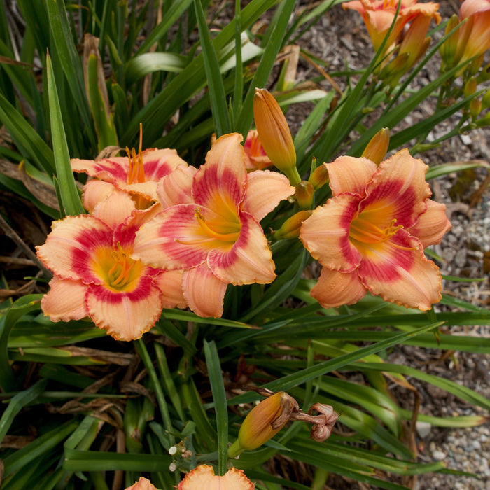 Strawberry Candy Daylily - Shipped
