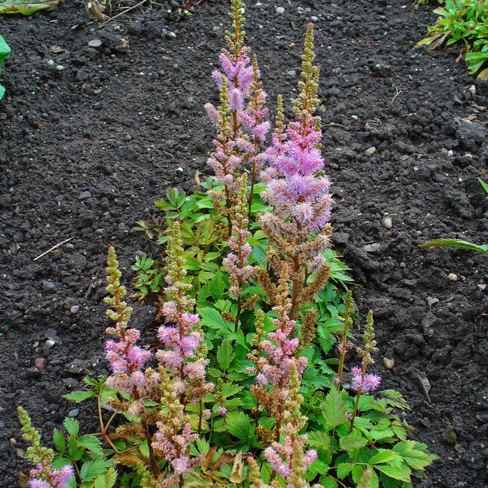Astilbe chinensis 'Pumila'  - Pumila Chinese Astilbe - Shipped