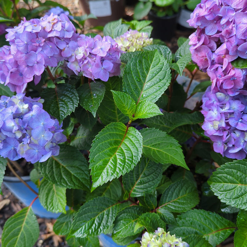 Endless Summer® Bloomstruck® Hydrangea - Shipped