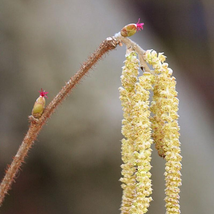 Corylus americana  - Hazelnut, American Filbert - Shipped