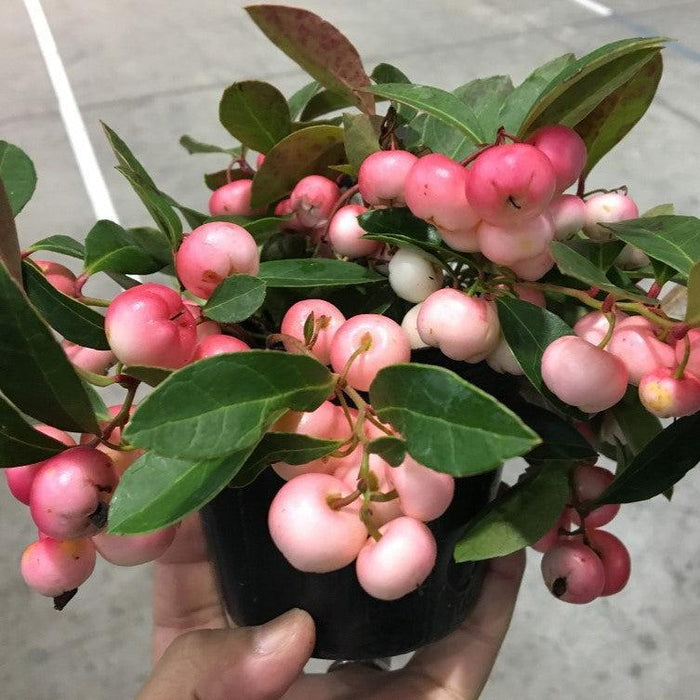 Gaultheria procumbens 'Hokutotakaji-001'  - Winter Fiesta™ Wintergreens - Shipped