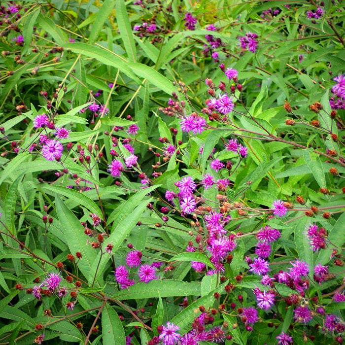 Vernonia noveboracensis  - New York Ironweed - Shipped