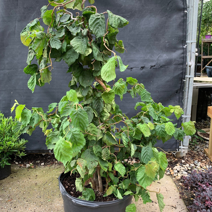 Corylus avellana 'Contorta'  - Contorted Filbert, Harry Lauder’s Walking Stick - Shipped