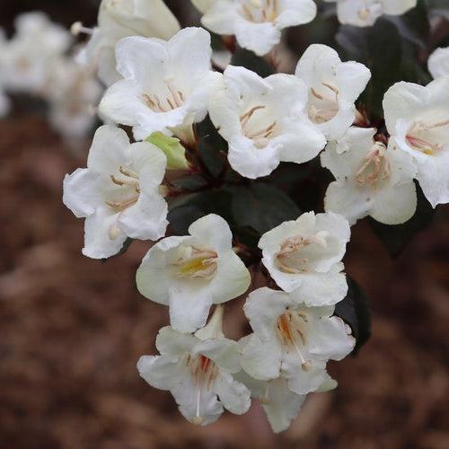 Weigela florida 'SMNWFGC'  - Wine & Spirits® Weigela - Shipped
