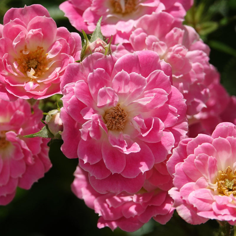 Flower Carpet® Pink Supreme Rose - Shipped