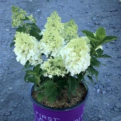 First Editions® Little Hottie® Hydrangea - Shipped