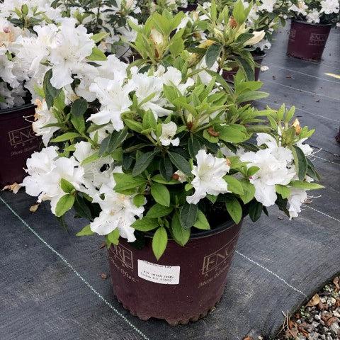 Rhododendron ‘Roblex’  - Encore® Autumn Lily™ Azalea - Shipped