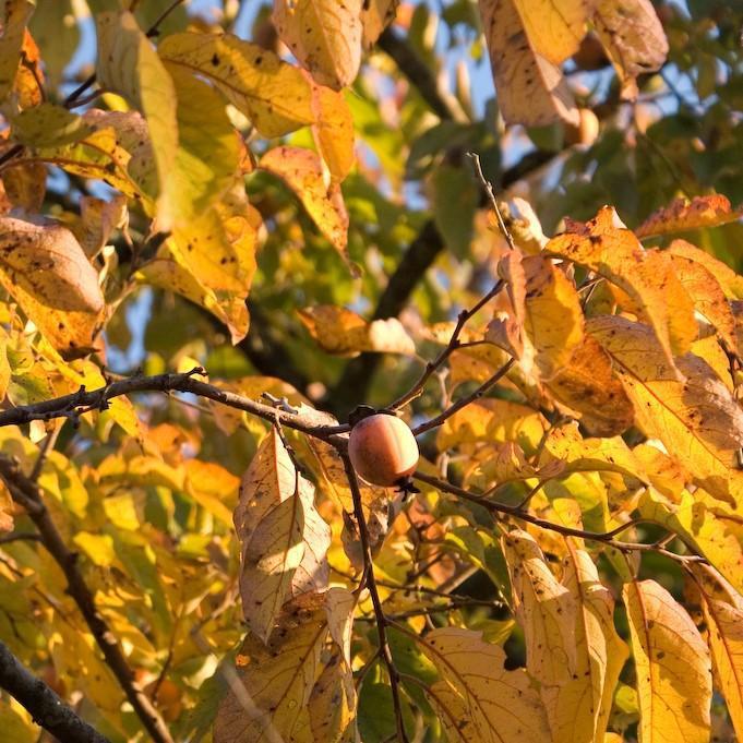 Diospyros virginiana  - Persimmon - Shipped
