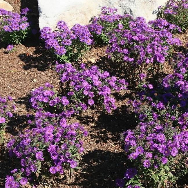 Aster nov-ang. 'Purple Dome'  - Purple Dome New England Aster - Shipped