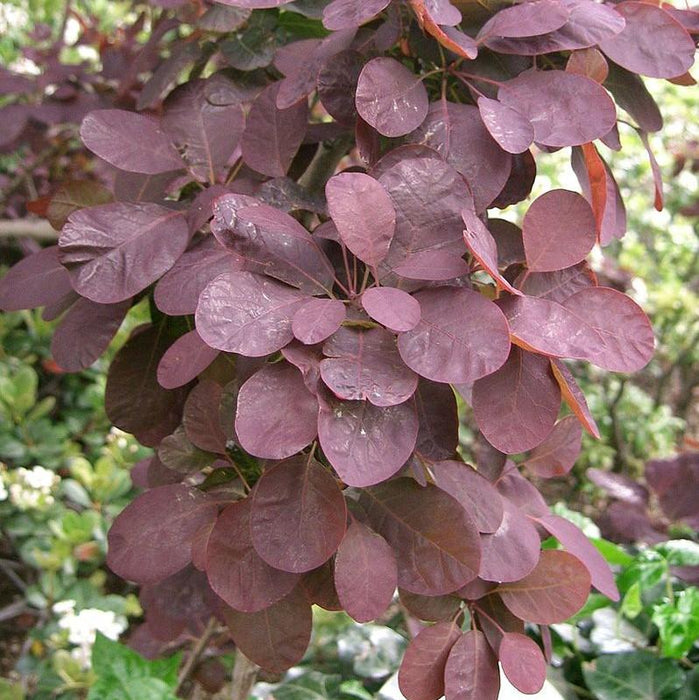 Cotinus coggygria 'Royal Purple'  - Royal Purple Smoke Tree - Shipped