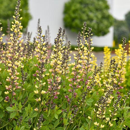 Baptisia 'Pink Lemonade' PP30,669  - PW® Decadence® Deluxe Pink Lemonade False Indigo - Shipped