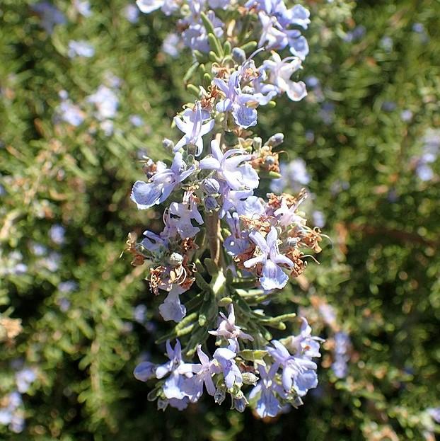 Tuscan Blue Rosemary - Shipped