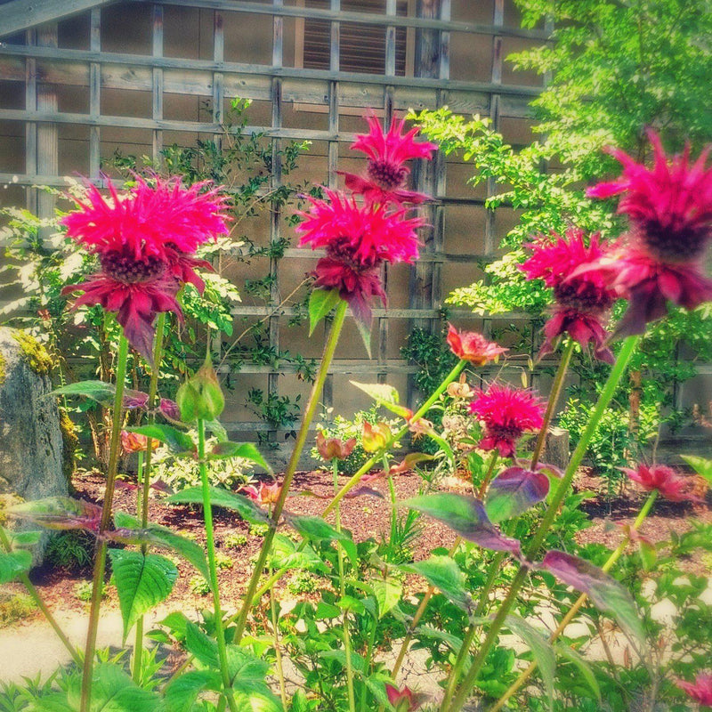 Raspberry Wine Bee Balm - Shipped
