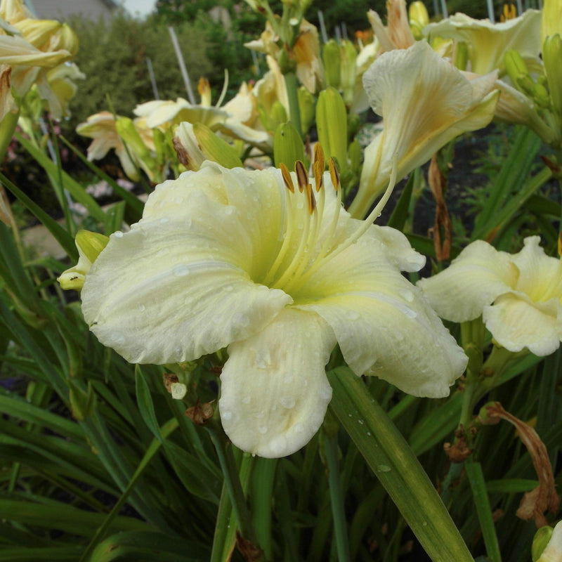Joan Senior Daylily - Shipped