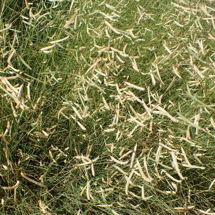 Bouteloua gracilis 'Blonde Ambition'  - 'Blonde Ambition' Blue Grama - Shipped