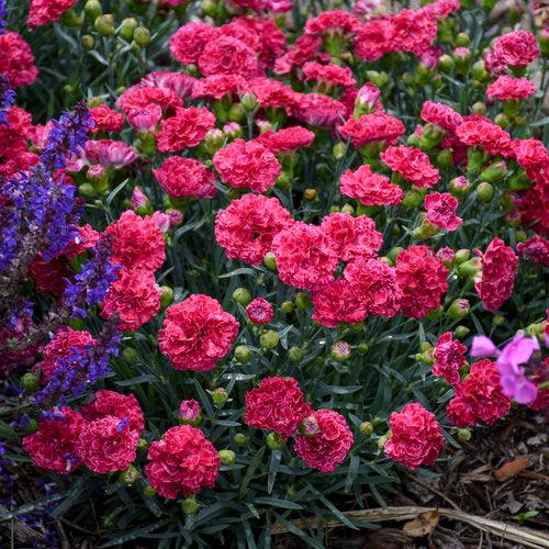 Fruit Punch® Raspberry Ruffles Dianthus - Shipped