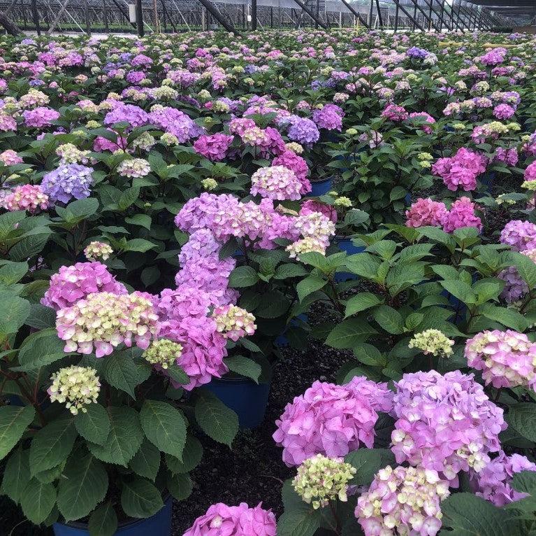 Endless Summer® Bloomstruck® Hydrangea - Shipped