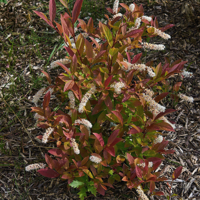 Itea virginica 'Henry's Garnet'  - Henry's Garnet Sweetspire - Shipped