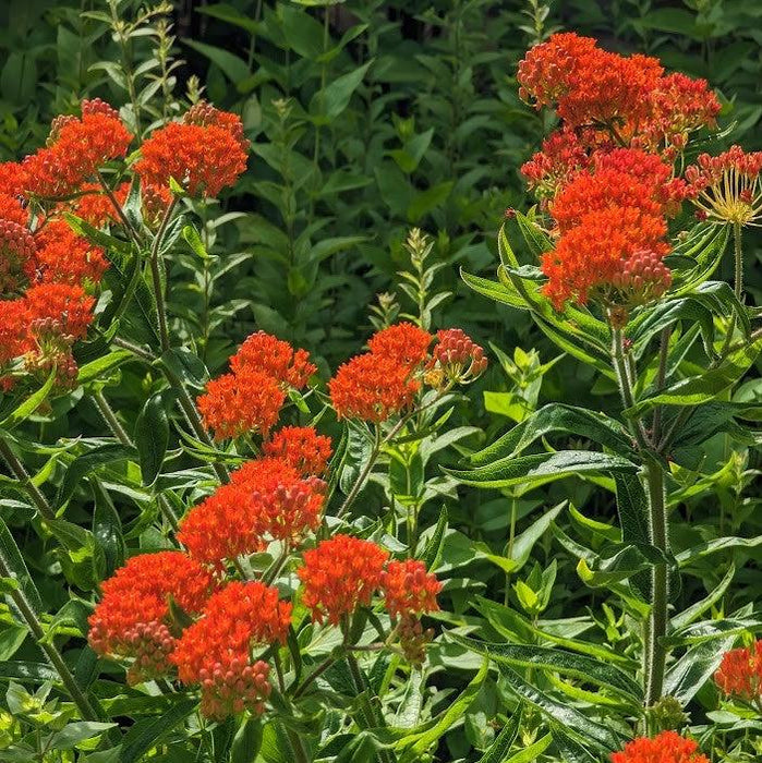 Asclepias tuberosa  - Butterfly Weed - Shipped