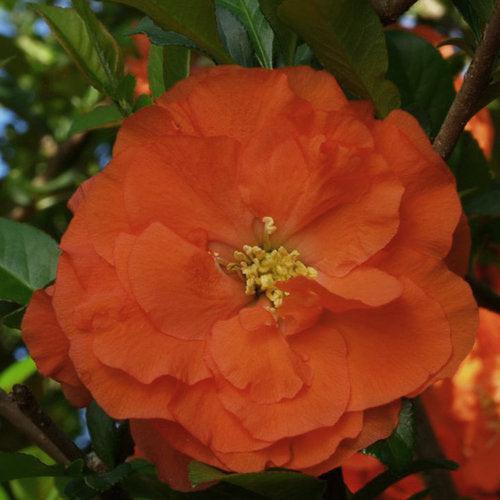 PW® Double Take™ Orange Flowering Quince - Shipped